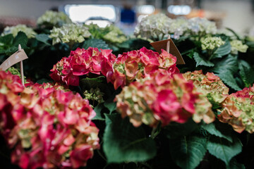 Blooming pink hydrangeas in flower shop.