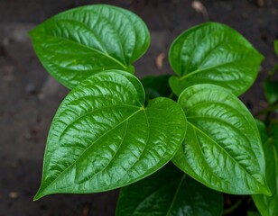 Close-up of vibrant green leaves