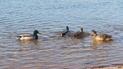 In a city pond at the end of winter, a lively flock of ducks navigates the icy waters, showcasing their resilience against the cold as they prepare for the arrival of spring.