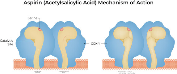 Aspirin Acetylsalicylic Acid Mechanism of Action COX1 Inhibition Vector Illustration