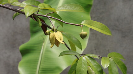 Soursop buds and flowers appear on the branches of the tree