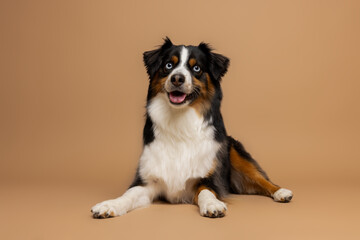 Relaxed Australian Shepherd on Brown Background