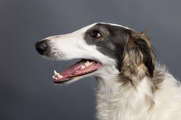 Happy Borzoi Dog Facing Camera
