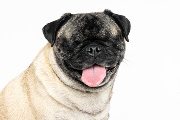 Obraz premium Smiling Fawn Pug on White Background