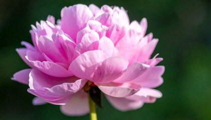 Close-up of a vibrant pink peony (1)