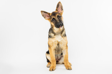  German Shepherd Sitting with Head Tilt