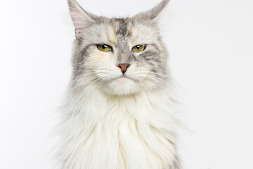 Serious Maine Coon Cat on White Background