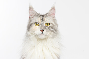 Maine Coon Cat Portrait on White Background