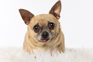 Chihuahua Lying on Fluffy Rug