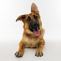 Playful German Shepherd with Head Tilt