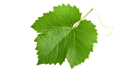 Fototapeta premium Fresh green grape leaf from a vine isolated on a white background