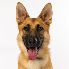 German Shepherd Dog with Tongue Out