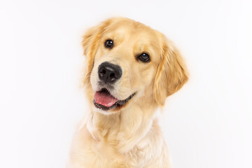 Golden Retriever Lying on White Background