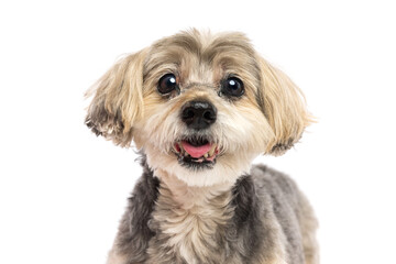 Small Terrier Mix on White Background