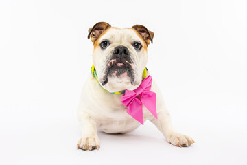 Bulldog Wearing Pink Bow