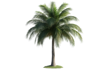 Tropical palm tree standing tall in isolation with lush green fronds and a textured trunk against a transparent background