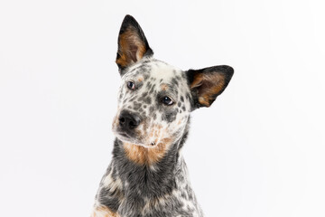 Australian Cattle Dog with Head Tilt