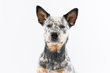 Australian Cattle Dog on White Background