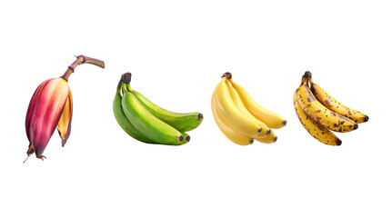 Banana Ripening Stages Isolated on Transparent Background A Visual Guide to Fruit Development from Bud to Overripe Perfect for Educational Materials