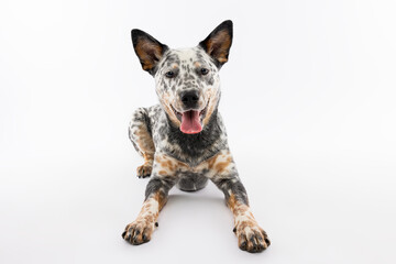 Australian Cattle Dog Lying on White Background