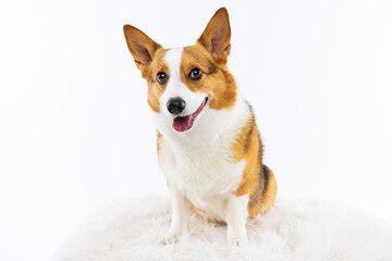Smiling Corgi Sitting on Fluffy Rug
