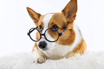 Corgi Wearing Round Glasses