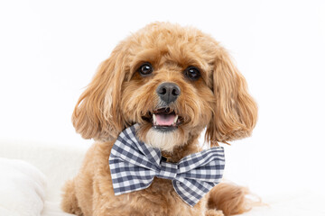 Toy Poodle Wearing Lemon Print Bow Tie