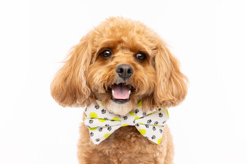 Toy Poodle with Lemon Print Bow Tie