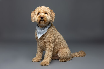 Curly Apricot Dog Sitting with Blue Bandana