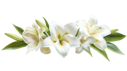 White lily floral close-up in soft light
