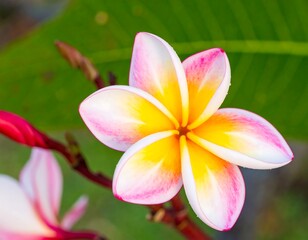 Fototapeta premium Close-up of a vibrant plumeria flower