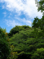 新緑の樹木と青空の風景