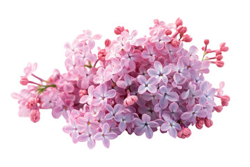 Obraz premium Delicate light lavender lilacs in bloom 
