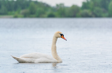 Graceful white Swan swimming in the lake, swans in the wild. Portrait of a white swan swimming on a lake.