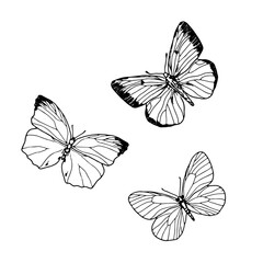Elegant butterfly with large wings, black and white sketch. vector illustration. A set of silhouettes, buckthorn butterflies, is isolated on a white background. The theme of insects, spring, romance 