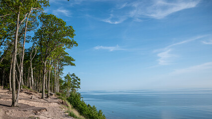Coastal landscape with a dense line of slender trees, possibly Populus species, standing on a sandy...