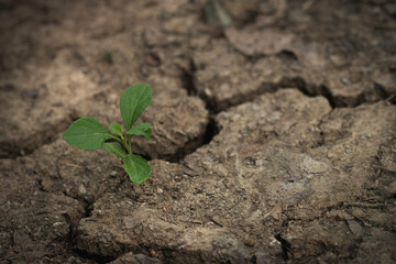 Young plant sprouting on cracked dry soil, symbolizing resilience.
