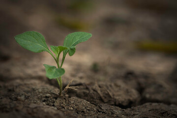 Young plant sprouting on cracked dry soil, symbolizing resilience.