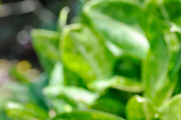 blur background or leaf background or green background