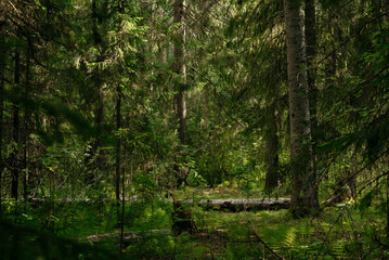 Landscape with vegetation in a dark taiga forest