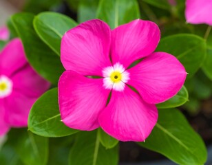 Close-up of vibrant pink flower