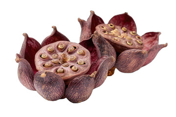 Two dried lotus seed pods,  deep reddish-brown petals enclose a light brownish-tan seed pod center, showing many small seed receptacles