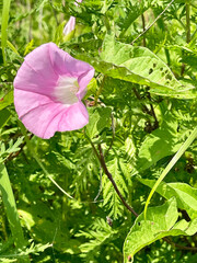 Calystegia inflata in Akhlestyshev Bay on Russian Island in Vladivostok in July. Russia