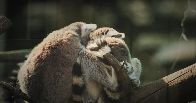 Three Lemurs Cuddling on Branch in Nature