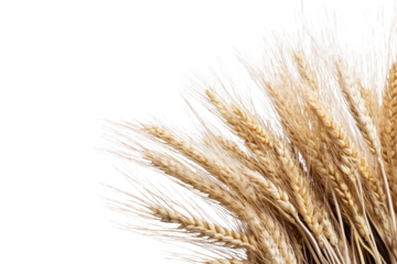 Ears of golden wheat isolated on a transparent background showcasing the beauty and texture of agricultural produce in natural light