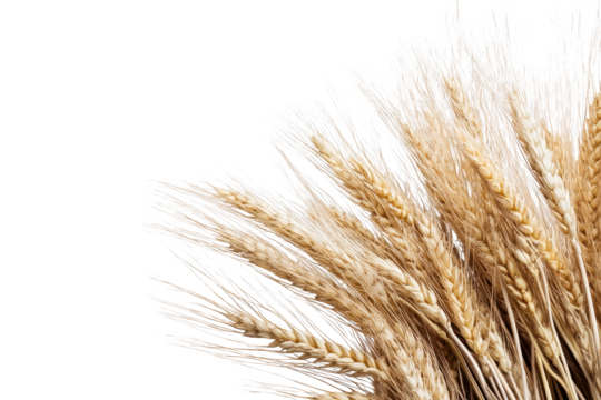 Ears of golden wheat isolated on a transparent background showcasing the beauty and texture of agricultural produce in natural light