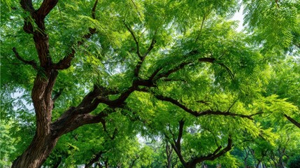 Obraz premium Lush Green Tree Canopy with Sunlight Filtering Through, Offering Shade and a Fresh, Natural Ambiance