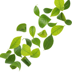 Fototapeta premium Green leaves collection falling isolated on transparent background
