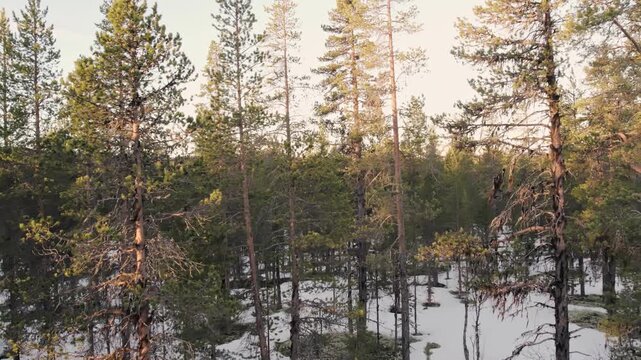 Pine Forest in the Ringebu Mountains of Norway with Snow and Sunlight