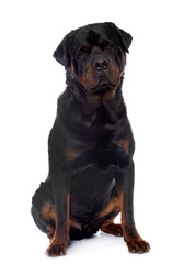 Obraz premium adult male rottweiler